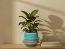 Art Décor Planter