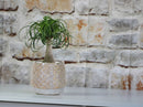 Petal Planter Cup
