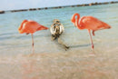 Flamingo Lapel Pin