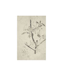 Floral Drawing V