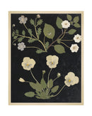 Flower Study II