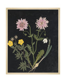 Flower Study III