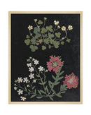 Flower Study IV