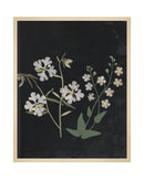 Flower Study VII