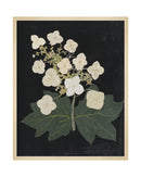 Flower Study VI