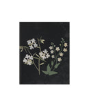 Flower Study VII