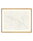 Lemon Branch Drawing