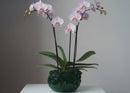 Alicia Green Orchid