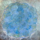 Ginkgophyta - Limited Edition Canvas Print