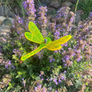Small Garden Dragonfly | Multiple Colors | Glowing Creation