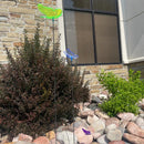 Butterfly Yard Décor | Multiple Colors | Glowing Creation