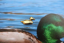 Mallard Gold Lapel Pin