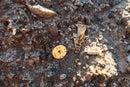 Arrowhead Gold Lapel Pin