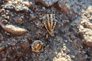 Arrowhead Gold Lapel Pin