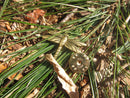 Dragonfly Gold Lapel Pin