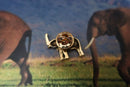 Elephant Gold Lapel Pin