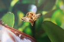 Moth Gold Lapel Pin