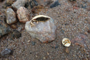 Rainbow Trout Gold Lapel Pin
