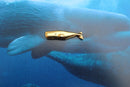 Whale Gold Lapel Pin