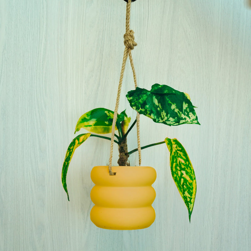 hanging bubble plant Hanging Bubble Plant Pot Rainbow / 4 Inch