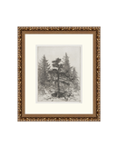 Pine Etching