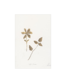 Wild Flowers I