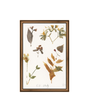 E.D Botanical Study