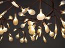 Heracleum Chandelier