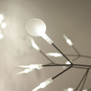 Heracleum Chandelier
