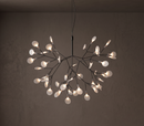 Heracleum Chandelier