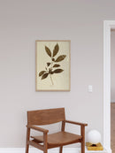 Herbarium III
