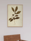 Herbarium III