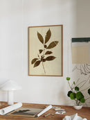 Herbarium III