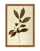 Herbarium III