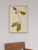 Herbarium IV