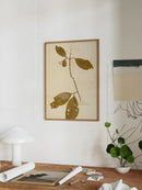 Herbarium IV