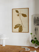 Herbarium IV