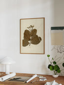 Herbarium IX