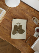 Herbarium IX