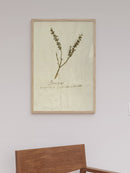 Herbarium VII