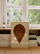 Herbarium XIII