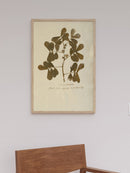 Herbarium XII