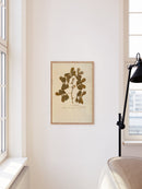 Herbarium XII