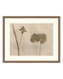 Botanical Thoughts II