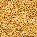 Organic Hulled White Proso Millet | 2 lb | Non-GMO | Grain Place Foods