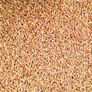 Organic Hulled Spelt | 25 lb | Non-GMO | Shipping Included | Grain Place Foods