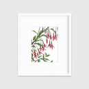 Hummingbirds - Open Edition Paper Print