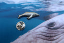 Humpback Whale Lapel Pin