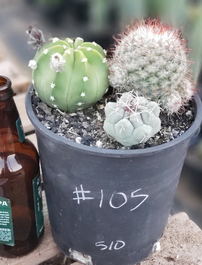 #I-105 EXACT Cactus 3 Pack