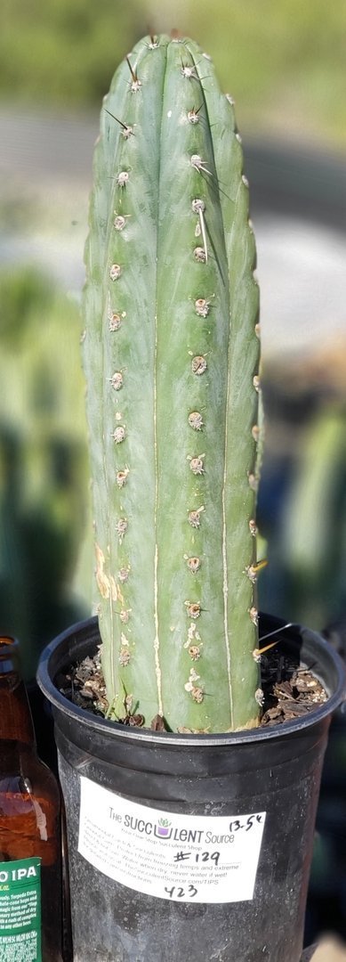 #I-129 Trichocereus Cuzcoensis cactus 14"